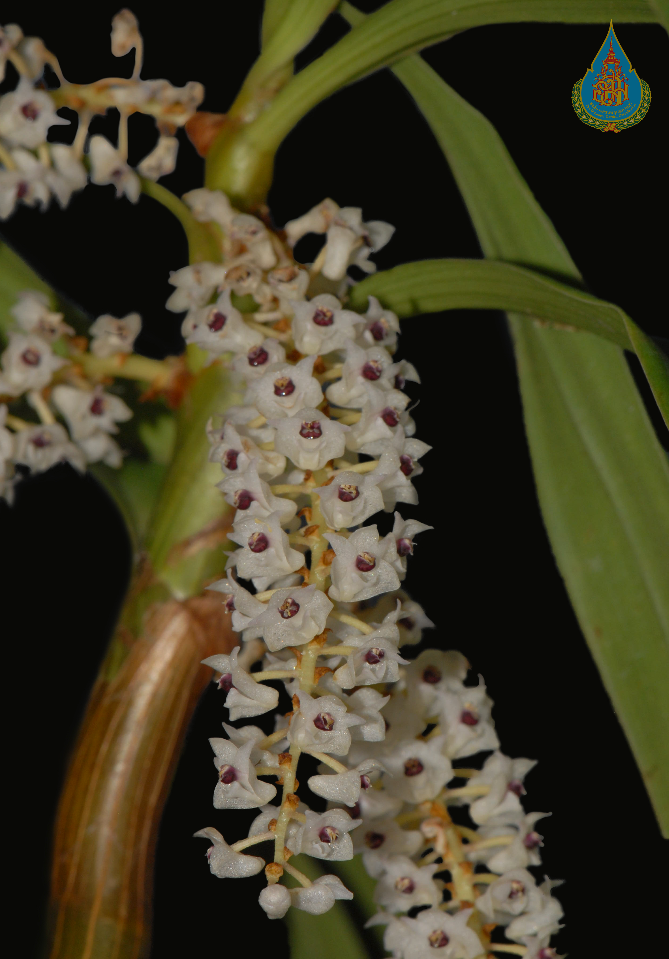 เอื้องช่องวงช้าง Pinalia densa (Ridl.) W.Suarez & Cootes<br/>ORCHIDACEAE